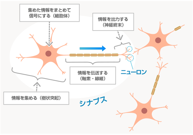 図３ 神経細胞における情報の収集・伝達・処理のモデル（生命科学教育シェアリンググループ「神経細胞の構造」をもとに当社にて独自に作成）